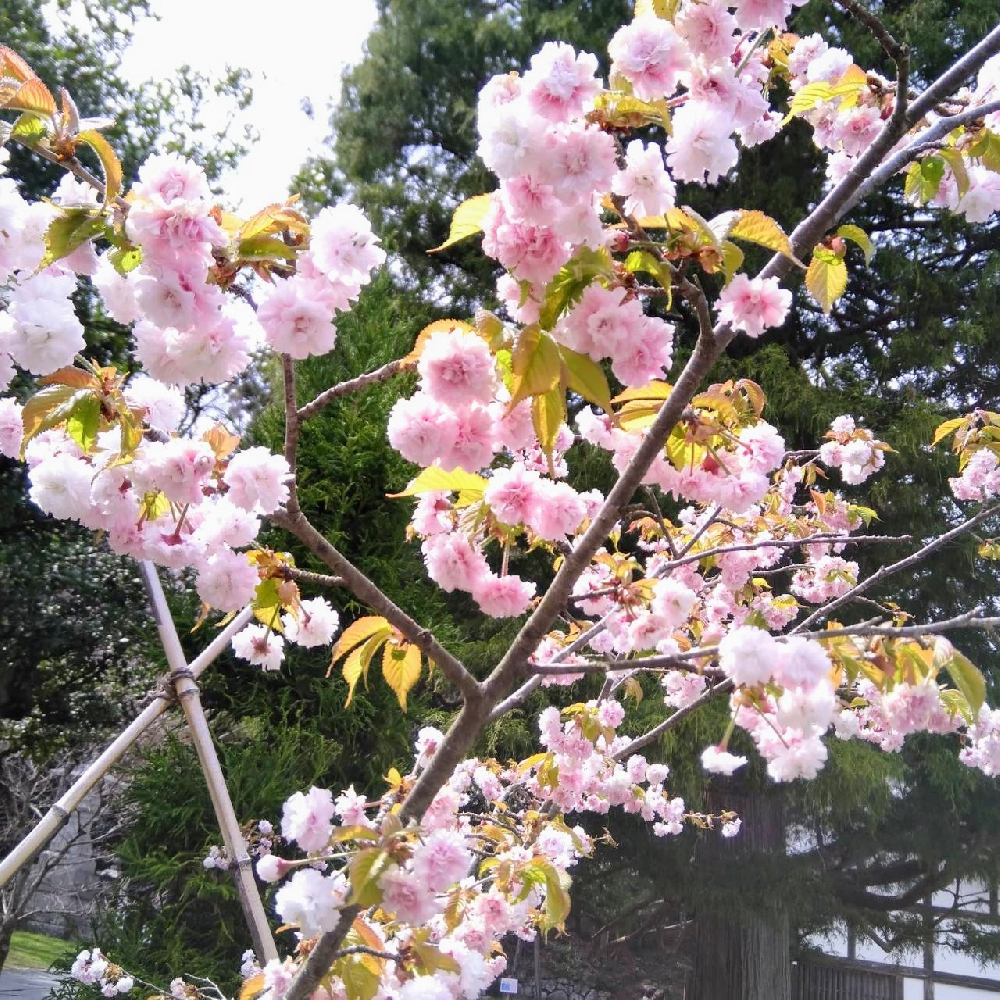 春から初夏へ。