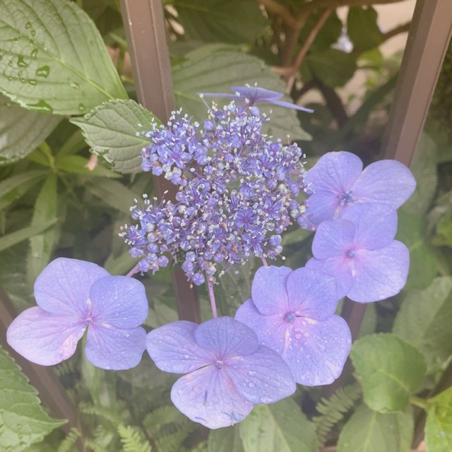 梅雨の楽しみ