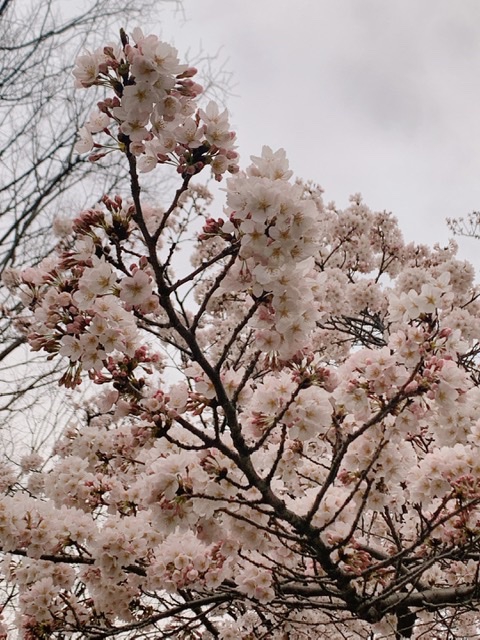 桜