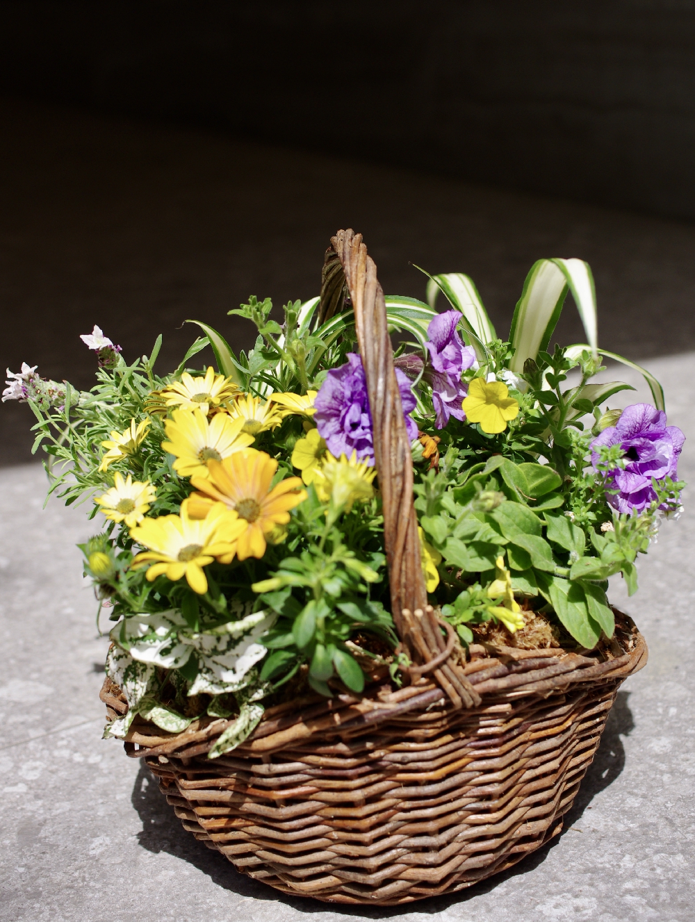 フラワーアレンジみたいな寄せ植え 4.24.2021